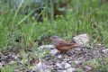 Emberiza caesia